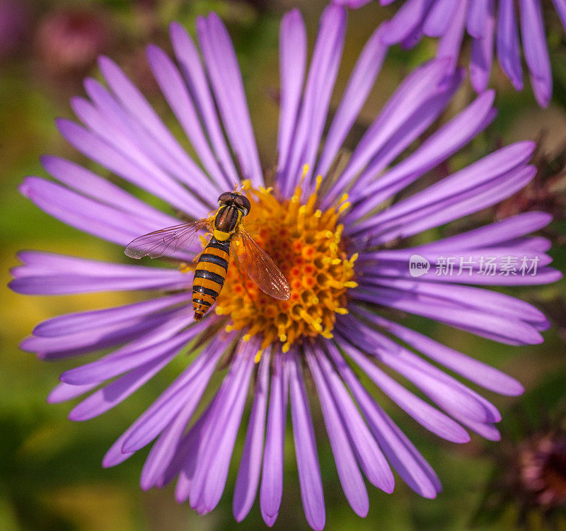 食蚜蝇(Sphaerophoria毗连)，簇状球尾蚜，紫菀(Symphyotrichum novae-angliae)。